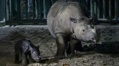 A handout picture released by the Indonesian Ministry of Environment and Forestry on October 1, 2023, shows a female Sumatran rhino calf, born on September 30, 2023, with its mother Ratu, a 23-year-old female Sumatran rhino, at the Way Kambas National Park Sumatran Rhino Sanctuary (SRS TNWK). The International Union for Conservation of Nature (IUCN), the world's largest environmental network, reports that Sumatran rhinos are in the red listed as critically endangered, with fewer than 100 estimated to remain in the wild in Sumatra and Kalimantan, Indonesia, after being presumed extinct in Malaysia.,Image: 809957893, License: Rights-managed, Restrictions: RESTRICTED TO EDITORIAL USE - MANDATORY CREDIT AFP PHOTO / IIndonesian Ministry of Environment and Forestry - NO MARKETING - NO ADVERTISING CAMPAIGNS - DISTRIBUTED AS A SERVICE TO CLIENTS, ***HANDOUT image or SOCIAL MEDIA IMAGE or FILMSTILL for EDITORIAL USE ONLY! * Please note: Fees charged by Profimedia are for the Profimedia's services only, and do not, nor are they intended to, convey to the user any ownership of Copyright or License in the material. Profimedia does not claim any ownership including but not limited to Copyright or License in the attached material. By publishing this material you (the user) expressly agree to indemnify and to hold Profimedia and its directors, shareholders and employees harmless from any loss, claims, damages, demands, expenses (including legal fees), or any causes of action or allegation against Profimedia arising out of or connected in any way with publication of the material. Profimedia does not claim any copyright or license in the attached materials. Any downloading fees charged by Profimedia are for Profimedia's services only. * Handling Fee Only ***, Model Release: no 