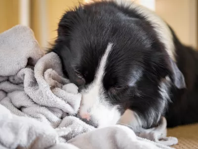 Dog kneading and chewing gray blanket. Border Collie puppy nibbles and sucks soft fluffy grey bedding. / Foto: Kontrymphoto Getty Images