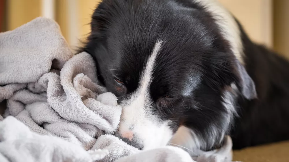 Dog kneading and chewing gray blanket. Border Collie puppy nibbles and sucks soft fluffy grey bedding. / Foto: Kontrymphoto Getty Images
