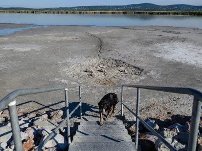 A dog leaves behind the almost dried-up lakebed at Pisztrang Street Beach at Lake Velence in Gardony, Hungary, Tuesday, June 23, 2026. Several beaches around Lake Velence will remain closed for the summer season due to a critically low water level of 54-55 centimeters caused by prolonged drought and high evaporation rates. (Tamas Vasvari/MTI via AP)