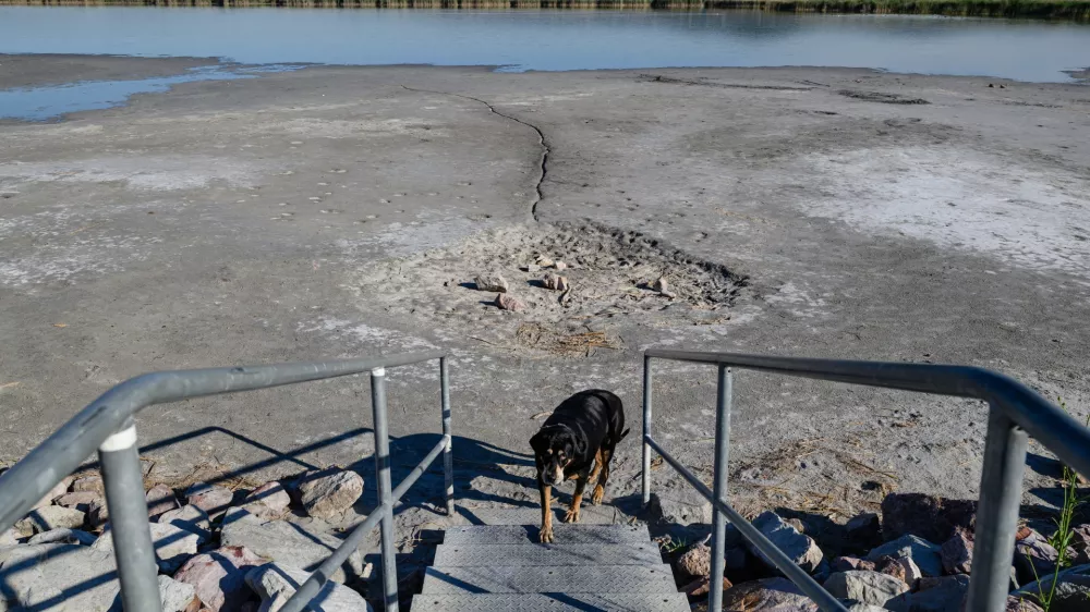 A dog leaves behind the almost dried-up lakebed at Pisztrang Street Beach at Lake Velence in Gardony, Hungary, Tuesday, June 23, 2026. Several beaches around Lake Velence will remain closed for the summer season due to a critically low water level of 54-55 centimeters caused by prolonged drought and high evaporation rates. (Tamas Vasvari/MTI via AP)