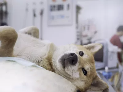 Veterinary concept. The Shiba Inu dog is waiting for the doctor in the ultrasound examination room. Veterinarian doing ultrasound and analyze healthy of animal.