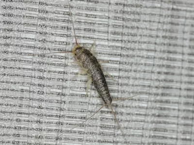 Ctenolepisma longicaudata, papirnate ribice. Foto: Profimedia