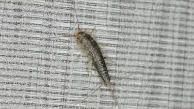 Ctenolepisma longicaudata, papirnate ribice. Foto: Profimedia