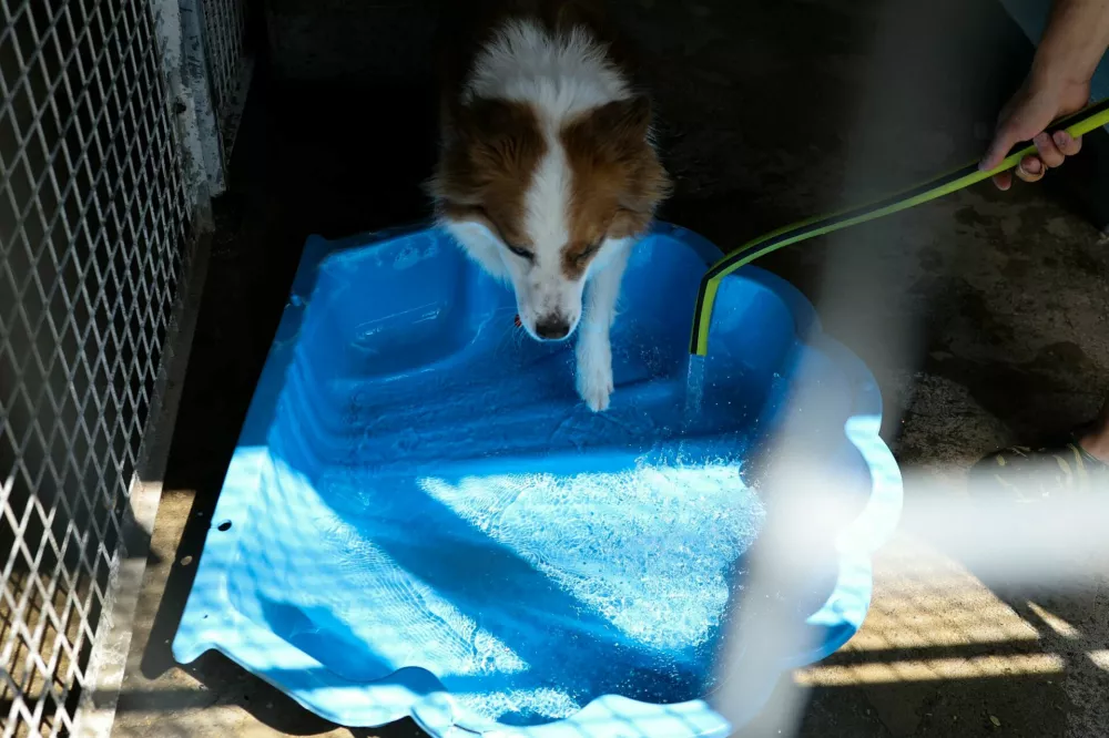 A shelter worker fills a paddling pool as a dog steps into it, inside its kennel, during a heatwave at an animal shelter in Warsaw, Poland, June 26, 2026. REUTERS/Kacper Pempel / Foto: Kacper Pempel
