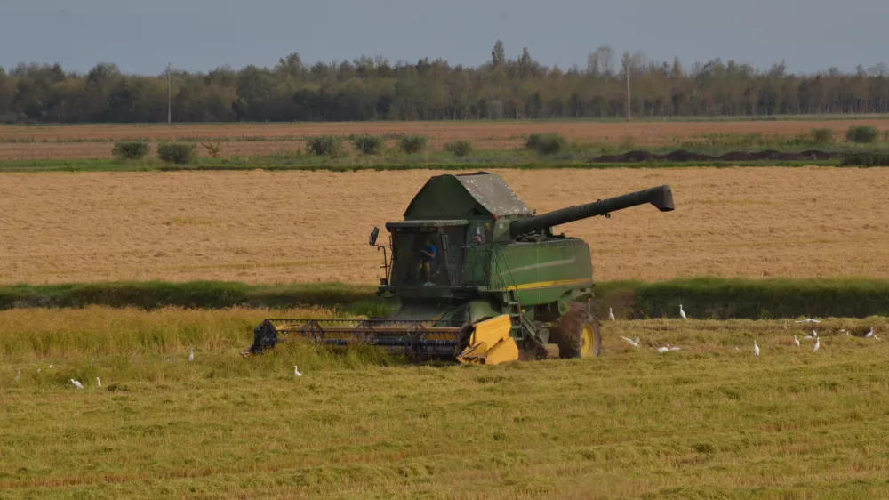 Danes je pridelava mehanizirana, vendar pa težave povzročajo podnebne spremembe. / Foto: Istock