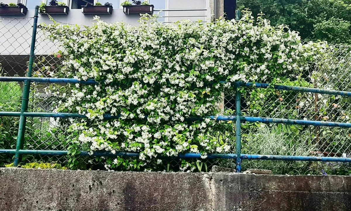 Opazite tudi vi? Dišeči jasmin v Zasavju zrasel v obliko slovenske kokoške