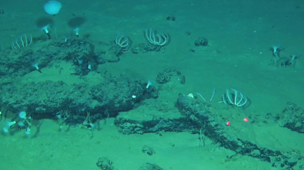 This undated image provided by Peng Zhou shows whale remains on the seafloor that have become home to large communities of marine life, southeastern Indian Ocean, in the Diamantina Fracture Zone. (Global TREnD, IDSSE via AP)