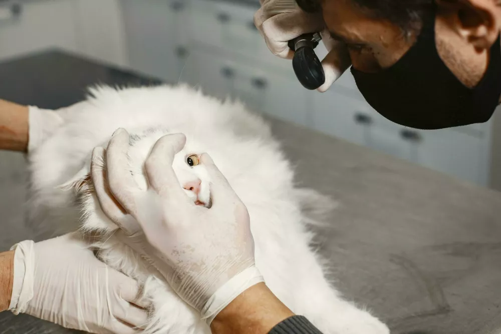 Veterinarski pregledi so nujni za preventivo. Foto: Vetpromet