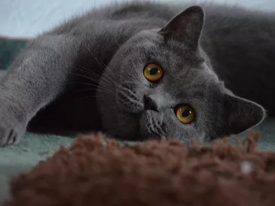 Nekatere pasme mačk imajo povečano tveganje za razvoj ledvične bolezni. Foto: Vetpromet