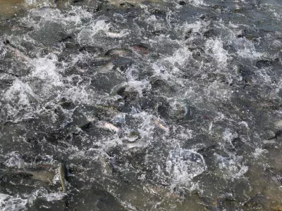 - pastrvi, - Ribogojnica Žalec Marko Hrovat s.p.- 07.08.2025. - Reportaža o vzgoji in uživanju ribe krap.//FOTO: Bojan Velikonja