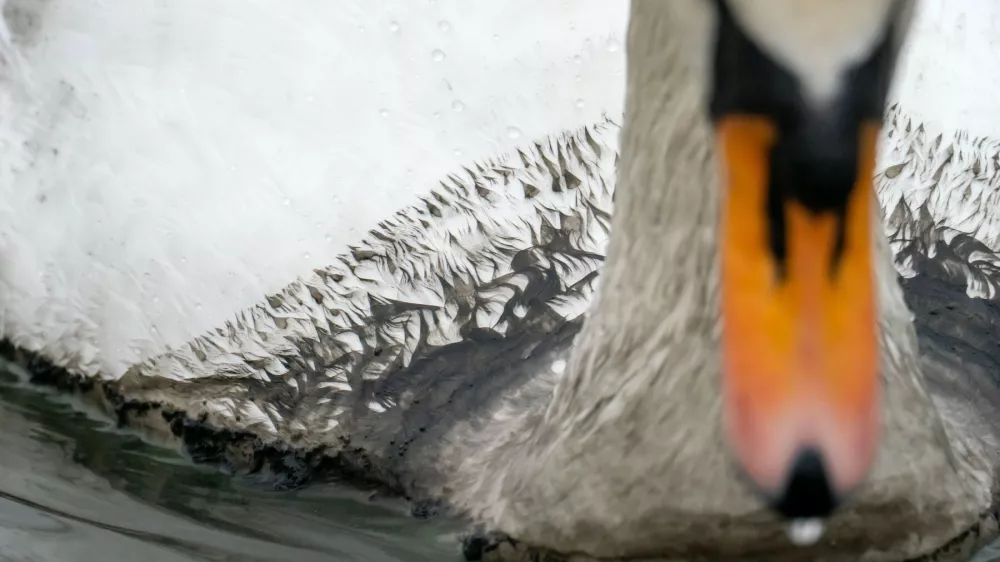 A Mute Swan covered in Cyanobacteria from an alagal bloom on the shores of Lake Windermere, Ambleside, Lake District, UK, likely caused by illegal sewage dumping in the lake by the water company.,Image: 1081630043, License: Rights-managed, Restrictions:, Model Release: no 