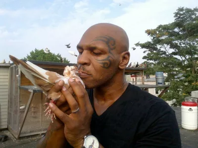 09 JUL 2012 MIKE TYSON POSTED THIS IMAGE ON HIS TWITTER ACCOUNT.,Image: 137660055, License: Rights-managed, Restrictions: PLEASE CREDIT AS PER BYLINE*GERMAN CLIENTS, PLEASE CALL TO AGREE FEE PRIOR TO PUBLICATION**UK CLIENTS MUST CALL PRIOR TO TV OR ONLINE USAGE PLEASE TELEPHONE 020 8370 0291 & +1 310 562 7073*, Model Release: no, Pictured: MIKE TYSON 