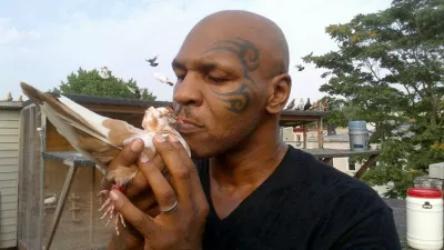09 JUL 2012 MIKE TYSON POSTED THIS IMAGE ON HIS TWITTER ACCOUNT.,Image: 137660055, License: Rights-managed, Restrictions: PLEASE CREDIT AS PER BYLINE*GERMAN CLIENTS, PLEASE CALL TO AGREE FEE PRIOR TO PUBLICATION**UK CLIENTS MUST CALL PRIOR TO TV OR ONLINE USAGE PLEASE TELEPHONE 020 8370 0291 & +1 310 562 7073*, Model Release: no, Pictured: MIKE TYSON 