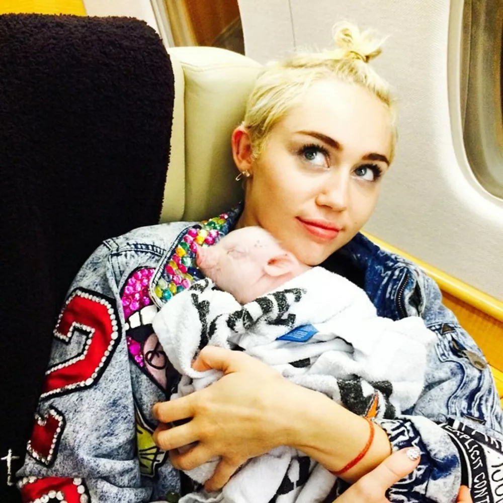 11 AUG 2014MILEY CYRUS IN THIS GREAT CELEBRITY TWITTER PICTURE!,Image: 201061806, License: Rights-managed, Restrictions: PLEASE CREDIT AS PER BYLINE*UK CLIENTS MUST CALL PRIOR TO TV OR ONLINE USAGE PLEASE TELEPHONE 0208 344 2007*, ***HANDOUT image or SOCIAL MEDIA IMAGE or FILMSTILL for EDITORIAL USE ONLY! * Please note: Fees charged by Profimedia are for the Profimedia's services only, and do not, nor are they intended to, convey to the user any ownership of Copyright or License in the material. Profimedia does not claim any ownership including but not limited to Copyright or License in the attached material. By publishing this material you (the user) expressly agree to indemnify and to hold Profimedia and its directors, shareholders and employees harmless from any loss, claims, damages, demands, expenses (including legal fees), or any causes of action or allegation against Profimedia arising out of or connected in any way with publication of the material. Profimedia does not claim any copyright or license in the attached materials. Any downloading fees charged by Profimedia are for Profimedia's services only. * Handling Fee Only ***, Model Release: no, Pictured: MILEY CYRUS 