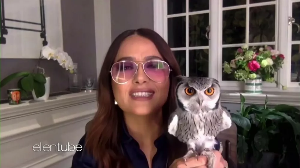 na, - Salma Hayek's Pet Owl Coughed Up a Hairball on Harry Styles. Salma Hayek's best friend and beloved pet owl, Kering, made an appearance during her interview! Salma told Ellen about the time Kering coughed up a hairball on Harry Styles' head. The actress also talked about her new movie, "The Hitman's Wife's Bodyguard."  ---------   *USA: +1 310 798 9111 / usasales@backgrid.com*UK Clients - Pictures Containing ChildrenPlease Pixelate Face Prior To Publication*,Image: 615943248, License: Rights-managed, Restrictions: RIGHTS: WORLDWIDE EXCEPT IN UNITED STATES, Model Release: no, Pictured: Salma Hayek - Ellen Degeneres 