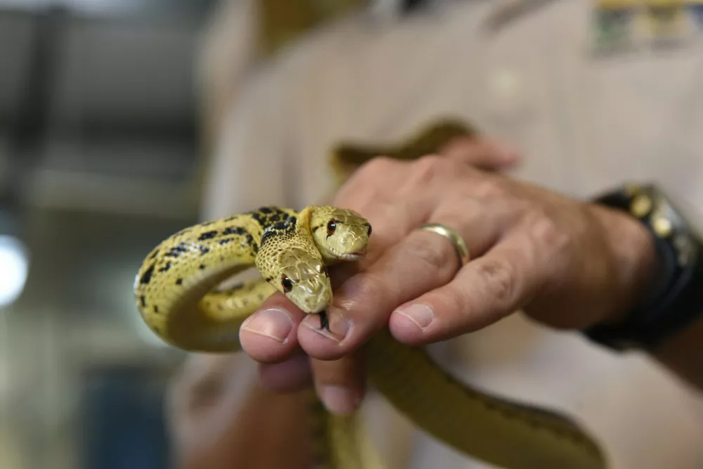 This is the two-headed snake Nicolas Cage has revealed he spent $80,000 on - before giving it away to a zoo because it just got a little too freaky for me.The eccentric actor splashed out on the unique addition to his exotic pet collection - only to find the two heads would fight each other for food.Cage reluctantly told US talkshow host Jimmy Kimmel how much he paid for the snake, admitting he expects the story is going to go everywhere.He said: Does that make me impossibly strange? I did. It's weird, what happened, and it's odd.'Why? I don't know. I was dreaming about two-headed eagles one night I had this dream and then the next day my manager at the time got a phone call saying, Ive got a two-headed snake that I found in Northridge and I think your client Nic Cage would be interested.I won't mention how much it cost because that is going to go everywhere.Pressed by Kimmel, Cage admitted it was four times more than the $20,000 he donated to an orphanage in The Bahamas after winning the money gambling on roulette.It was like four times the amount. I bought it.'He told how he eventually gave the snake away to a Audubon Zoo in New Orleans, where it died last year aged about 14 years.He said: They would fight. One head was more dominant than the other. Why? It was going to the same stomach. But I would have to put a spatula between the two heads to feed them and it just got a little too freaky for me. So I took it to the Audubon Zoo&It lived for 14 years and it died just recently.Audubon Nature Institute announced last September that the snake - named Harvey after the Batman villain Harvey Two-Face Dent - had died due to health issues related to old age.It confirmed Cage had donated Harvey in 2008.*BYLINE: Audubon Nature Institute/Mega.21 Apr 2022Pictured: Nicolas Cage has revealed he paid $80,000 for this two-headed snake he later donated to a zoo because "it just got a little too freaky for me." *BYLINE: Audubon Nature Institute/Mega.,Image: 684958652, License: Rights-managed, Restrictions: World Rights, Model Release: no, Pictured: Nicolas Cage has revealed he paid $80,000 for this two-headed snake he later donated to a zoo because "it just got a little too freaky for me 