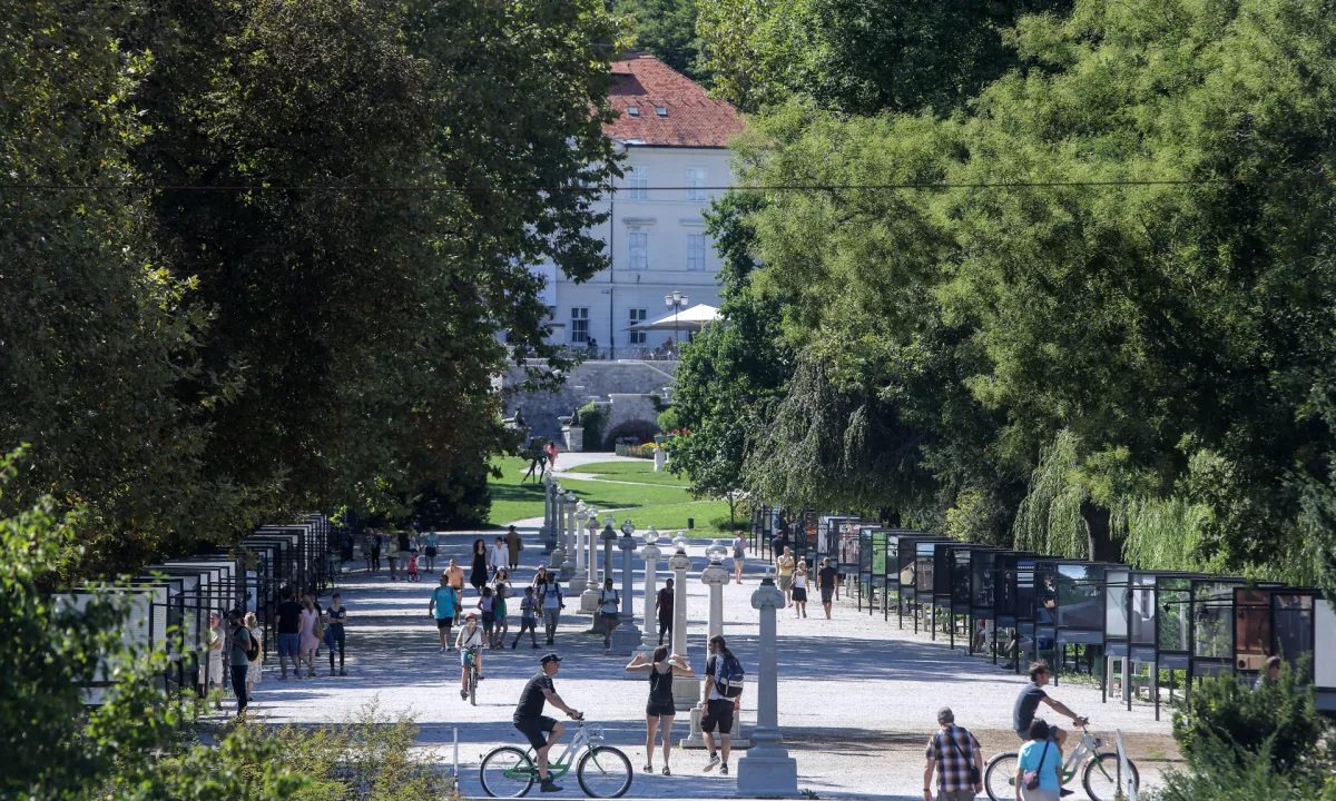 V Tivoliju se je s koreninami vred prevrnilo veliko drevo