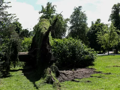 02.07.2026. Podrto drevo. Park Tivoli pod Tivolskim gradom. Foto: Bojan Velikonja
