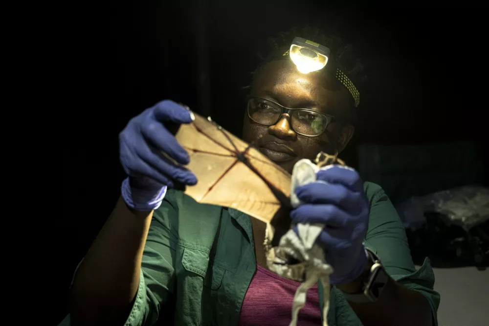 EXCLUSIVE: Story from Jam Press (Tiny Bat Rediscovered)Pictured: Scientists have rediscovered a tiny bat species that had not been seen in the wild for 45 years.Tiny bat weighing less than a teaspoon of salt rediscovered after being feared extinct for 45 yearsScientists have rediscovered a tiny bat species that had not been seen in the wild for 45 years and was widely feared extinct.The remarkable find was made in Nigeria's Afi Mountain Wildlife Sanctuary by conservation ecologist Dr Iroro Tanshi and her team during surveys of remote rainforest caves.The species, known as the short-tailed roundleaf bat, weighs just seven grams &ndash; roughly the same as a teaspoon of salt &ndash; and is recognised by its distinctive leaf-shaped nose.The rediscovery marked the first confirmed sighting of the bat in Nigeria for more than four decades and came after the species had gone undocumented globally for five years.But what should have been a moment of celebration quickly turned into a conservation emergency, as reported by creatorzine.com.Just weeks after the discovery, a devastating wildfire swept through the sanctuary, burning thousands of acres of forest and forcing researchers to evacuate.The blaze highlighted the growing threat posed by increasingly severe wildfires in one of Nigeria's last remaining areas of primary rainforest.Earlier this year, Dr Tanshi was recognised with the prestigious Goldman Environmental Prize &ndash; often described as the "Green Nobel Prize".The award honours environmental campaigners from around the world who have made significant contributions to protecting nature.Following the wildfire, Dr Tanshi and colleagues at the Small Mammal Conservation Organization (SMACON), which she co-founded in 2016, launched an ambitious community-led campaign to protect the forest and the rare species living within it.The Afi Mountain Wildlife Sanctuary, located in Cross River State in southeastern Nigeria, forms part of one of the country's largest remaining ra.19 Jun 2026Pictured: Story from Jam Press (Tiny Bat Rediscovered)Pictured: Scientists have rediscovered a tiny bat species that had not been seen in the wild for 45 years.Tiny bat weighing less than a teaspoon of salt rediscovered after being feared extinct for 45 yearsScientists have rediscovered a tiny bat species that had not been seen in the wild for 45 years and was widely feared extinct.The remarkable find was made in Nigeria's Afi Mountain Wildlife Sanctuary by conservation ecologist Dr Iroro Tanshi and her team during surveys of remote rainforest caves.The species, known as the short-tailed roundleaf bat, weighs just seven grams &ndash; roughly the same as a teaspoon of salt &ndash; and is recognised by its distinctive leaf-shaped nose.The rediscovery marked the first confirmed sighting of the bat in Nigeria for more than four decades and came after the species had gone undocumented globally for five years.But what should have been a moment of celebration quickly turned into a conservation emerge.,Image: 1111245739, License: Rights-managed, Restrictions: NO Australia, Germany, Norway, South Korea, Sweden, United Kingdom, United States, Unknown Country, Model Release: no 