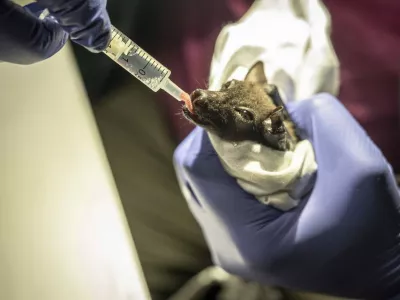 EXCLUSIVE: Story from Jam Press (Tiny Bat Rediscovered)Pictured: Scientists have rediscovered a tiny bat species that had not been seen in the wild for 45 years.Tiny bat weighing less than a teaspoon of salt rediscovered after being feared extinct for 45 yearsScientists have rediscovered a tiny bat species that had not been seen in the wild for 45 years and was widely feared extinct.The remarkable find was made in Nigeria's Afi Mountain Wildlife Sanctuary by conservation ecologist Dr Iroro Tanshi and her team during surveys of remote rainforest caves.The species, known as the short-tailed roundleaf bat, weighs just seven grams &ndash; roughly the same as a teaspoon of salt &ndash; and is recognised by its distinctive leaf-shaped nose.The rediscovery marked the first confirmed sighting of the bat in Nigeria for more than four decades and came after the species had gone undocumented globally for five years.But what should have been a moment of celebration quickly turned into a conservation emergency, as reported by creatorzine.com.Just weeks after the discovery, a devastating wildfire swept through the sanctuary, burning thousands of acres of forest and forcing researchers to evacuate.The blaze highlighted the growing threat posed by increasingly severe wildfires in one of Nigeria's last remaining areas of primary rainforest.Earlier this year, Dr Tanshi was recognised with the prestigious Goldman Environmental Prize &ndash; often described as the "Green Nobel Prize".The award honours environmental campaigners from around the world who have made significant contributions to protecting nature.Following the wildfire, Dr Tanshi and colleagues at the Small Mammal Conservation Organization (SMACON), which she co-founded in 2016, launched an ambitious community-led campaign to protect the forest and the rare species living within it.The Afi Mountain Wildlife Sanctuary, located in Cross River State in southeastern Nigeria, forms part of one of the country's largest remaining ra.19 Jun 2026Pictured: Story from Jam Press (Tiny Bat Rediscovered)Pictured: Scientists have rediscovered a tiny bat species that had not been seen in the wild for 45 years.Tiny bat weighing less than a teaspoon of salt rediscovered after being feared extinct for 45 yearsScientists have rediscovered a tiny bat species that had not been seen in the wild for 45 years and was widely feared extinct.The remarkable find was made in Nigeria's Afi Mountain Wildlife Sanctuary by conservation ecologist Dr Iroro Tanshi and her team during surveys of remote rainforest caves.The species, known as the short-tailed roundleaf bat, weighs just seven grams &ndash; roughly the same as a teaspoon of salt &ndash; and is recognised by its distinctive leaf-shaped nose.The rediscovery marked the first confirmed sighting of the bat in Nigeria for more than four decades and came after the species had gone undocumented globally for five years.But what should have been a moment of celebration quickly turned into a conservation emerge.,Image: 1111245792, License: Rights-managed, Restrictions: NO Australia, Germany, Norway, South Korea, Sweden, United Kingdom, United States, Unknown Country, Model Release: no 