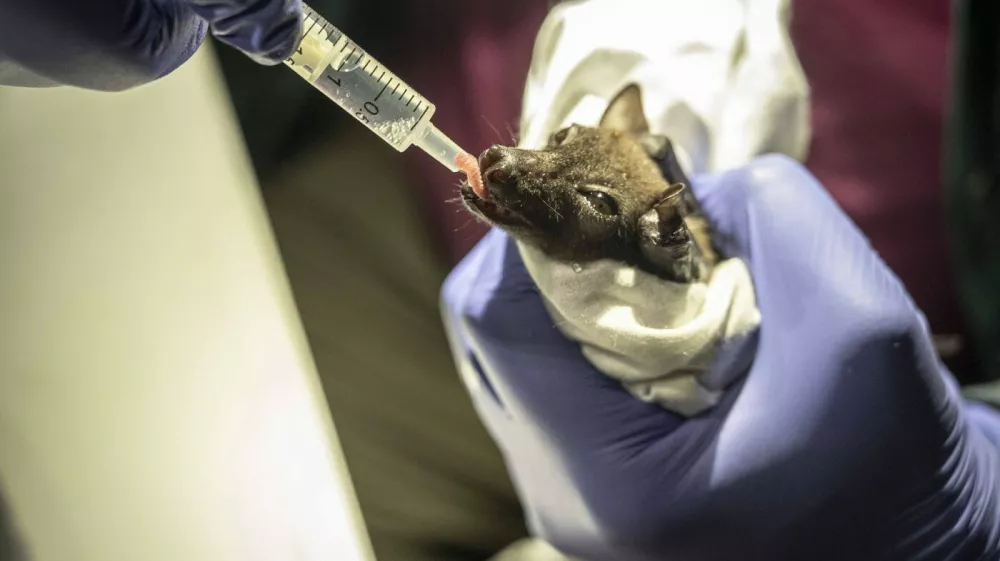 EXCLUSIVE: Story from Jam Press (Tiny Bat Rediscovered)Pictured: Scientists have rediscovered a tiny bat species that had not been seen in the wild for 45 years.Tiny bat weighing less than a teaspoon of salt rediscovered after being feared extinct for 45 yearsScientists have rediscovered a tiny bat species that had not been seen in the wild for 45 years and was widely feared extinct.The remarkable find was made in Nigeria's Afi Mountain Wildlife Sanctuary by conservation ecologist Dr Iroro Tanshi and her team during surveys of remote rainforest caves.The species, known as the short-tailed roundleaf bat, weighs just seven grams &ndash; roughly the same as a teaspoon of salt &ndash; and is recognised by its distinctive leaf-shaped nose.The rediscovery marked the first confirmed sighting of the bat in Nigeria for more than four decades and came after the species had gone undocumented globally for five years.But what should have been a moment of celebration quickly turned into a conservation emergency, as reported by creatorzine.com.Just weeks after the discovery, a devastating wildfire swept through the sanctuary, burning thousands of acres of forest and forcing researchers to evacuate.The blaze highlighted the growing threat posed by increasingly severe wildfires in one of Nigeria's last remaining areas of primary rainforest.Earlier this year, Dr Tanshi was recognised with the prestigious Goldman Environmental Prize &ndash; often described as the "Green Nobel Prize".The award honours environmental campaigners from around the world who have made significant contributions to protecting nature.Following the wildfire, Dr Tanshi and colleagues at the Small Mammal Conservation Organization (SMACON), which she co-founded in 2016, launched an ambitious community-led campaign to protect the forest and the rare species living within it.The Afi Mountain Wildlife Sanctuary, located in Cross River State in southeastern Nigeria, forms part of one of the country's largest remaining ra.19 Jun 2026Pictured: Story from Jam Press (Tiny Bat Rediscovered)Pictured: Scientists have rediscovered a tiny bat species that had not been seen in the wild for 45 years.Tiny bat weighing less than a teaspoon of salt rediscovered after being feared extinct for 45 yearsScientists have rediscovered a tiny bat species that had not been seen in the wild for 45 years and was widely feared extinct.The remarkable find was made in Nigeria's Afi Mountain Wildlife Sanctuary by conservation ecologist Dr Iroro Tanshi and her team during surveys of remote rainforest caves.The species, known as the short-tailed roundleaf bat, weighs just seven grams &ndash; roughly the same as a teaspoon of salt &ndash; and is recognised by its distinctive leaf-shaped nose.The rediscovery marked the first confirmed sighting of the bat in Nigeria for more than four decades and came after the species had gone undocumented globally for five years.But what should have been a moment of celebration quickly turned into a conservation emerge.,Image: 1111245792, License: Rights-managed, Restrictions: NO Australia, Germany, Norway, South Korea, Sweden, United Kingdom, United States, Unknown Country, Model Release: no 