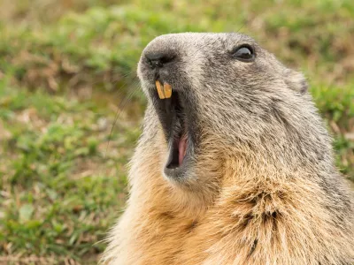 ground hog marmot day close up portrait while yawning