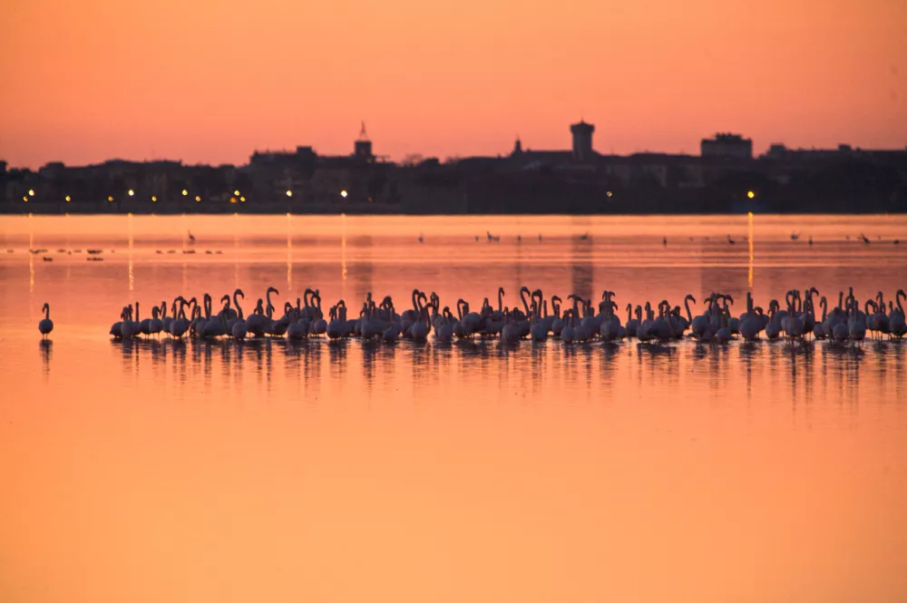Flamingos by the lagoon