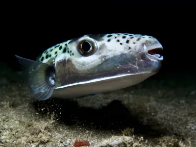 Close-up silver-cheeked toadfish Lagocephalus sceleratus on seafloor in blackwater looking at camera in Mediterranean Sea Cyprus