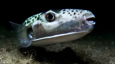 Close-up silver-cheeked toadfish Lagocephalus sceleratus on seafloor in blackwater looking at camera in Mediterranean Sea Cyprus