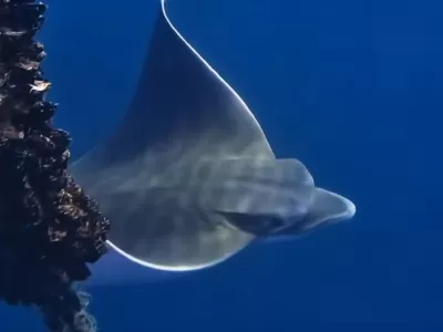 Raziskovalcem, ki sicer preučujejo zavarovano morsko območje Miramare, pa je uspelo posneti doslej &scaron;e nevideno veliko skupino izjemno redkih kljunastih morskih golobov (aetomylaeus bovinus), ki se hranijo s &scaron;koljkami. Foto: posnetek zaslona/Area Marina Protetta Miramare 