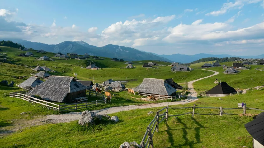 Grazing cows between charming wooden shepherds' huts on scenic mountain plateau. Breath-taking sight of tourist destination with authentic herdsmen's village in alpine landscape on sunny spring day. / Foto: Helivideo