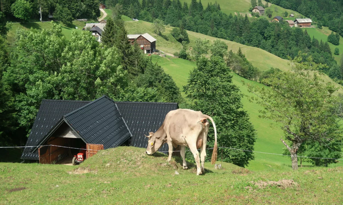 V »trčenju« s kravo na planini Sleme poškodovan otrok