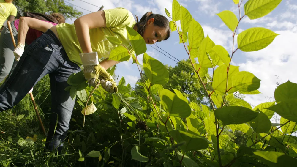 - ruvanje strupene rastline po imenom japonski dresnik - plevel - Dru&scaron;tvo &scaron;tudentov biologije in člani dru&scaron;tva Ekologi so organizirali akcijo odstranjevanja invazivnih tujerodnih rastlinskih vrst z naslovom &raquo;Invazivne vrste le prek moje krste&laquo;. /FOTO: Jaka Adamič