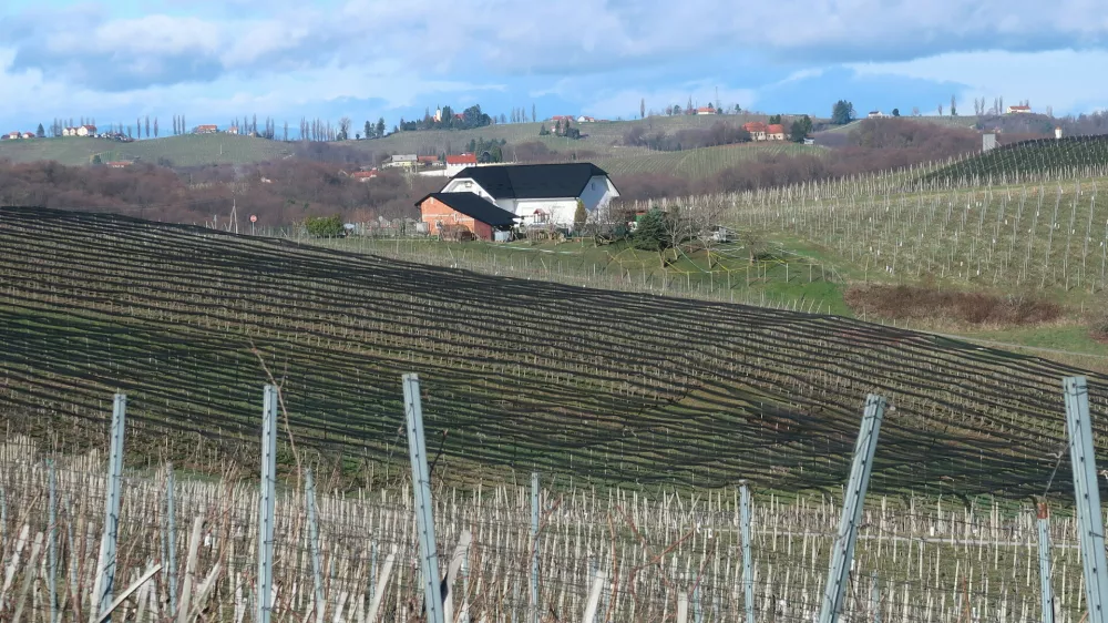 Kog, vinograd, nasad jablan, mreže proti toči. Foto: Tatjana Pihlar 