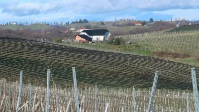 Kog, vinograd, nasad jablan, mreže proti toči. Foto: Tatjana Pihlar 
