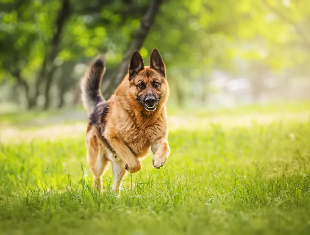 Nem&scaron;ki ovčarji so prav tako omenjeni v statistiki. / Foto: Istock