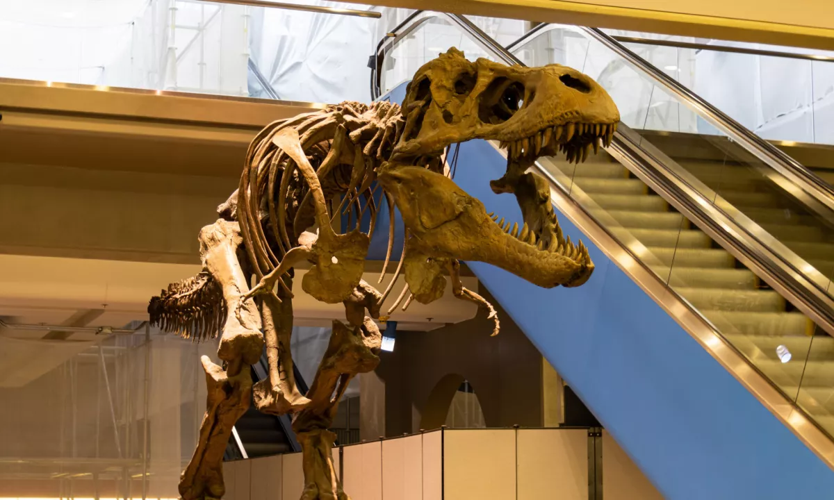 Najdražji dinozaver v zgodovini dražb: muzeji se ne morejo več kosati z bogataši