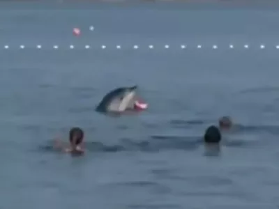 Delfin Zadar
