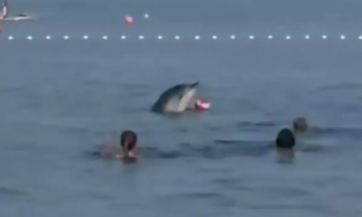 (VIDEO) Neverjeten prizor pri Zadru: delfin se je približal kopalcem in se z njimi žogal