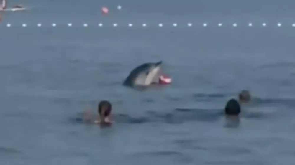 Delfin Zadar