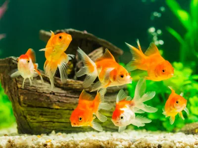 Goldfish in aquarium with green plants