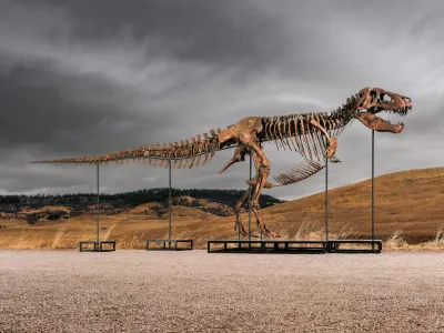 This undated photo provided by Sotheby's on Tuesday, July 14, 2026, shows "Gus," one of the largest and most complete Tyrannosaurus rex specimens ever discovered. (Matthew Sherman/Sotheby's via AP)