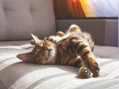 Amazing domestic bengal cat with spotted fur lying on sofa and smiling In her sleep. Cat's dreams.
