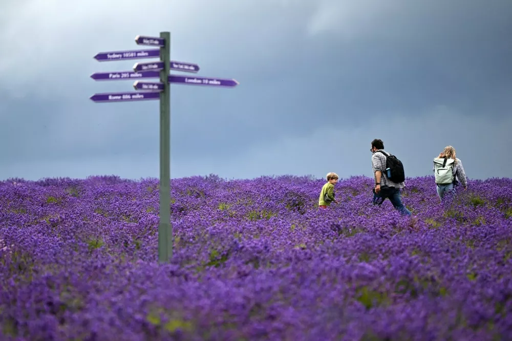 People visit Mayfield Lavender Farm in Carshalton, southern England on July 7, 2024.,Image: 888004198, License: Rights-managed, Restrictions:, Model Release: no 