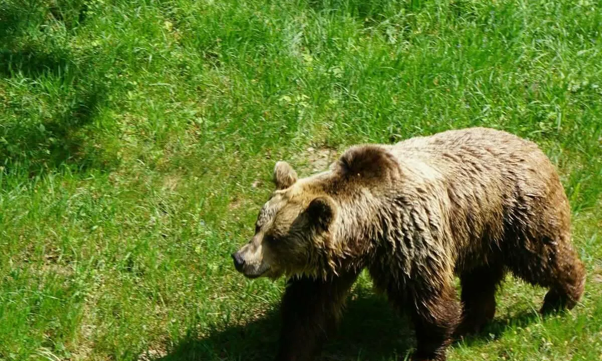 Blizu sprehajalnih poti spet opazili medvedke z mladiči, na občini pozivajo k previdnosti