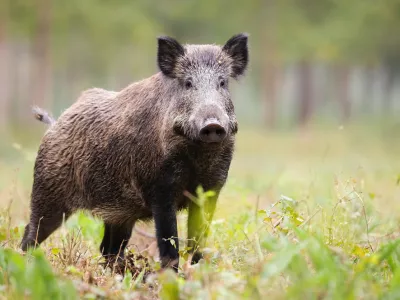 Alert wild boar, sus scrofa, looking into camera on green glade in summer. Attentive wild mammal with brown and back fur listening on meadow from side view. Animal in nature with copy space / Foto: Jmrocek