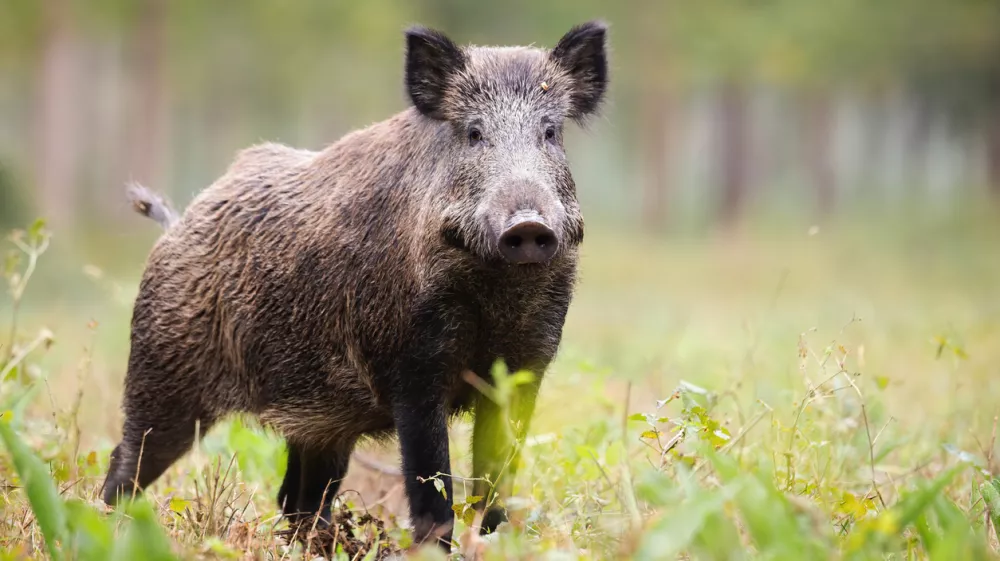 Alert wild boar, sus scrofa, looking into camera on green glade in summer. Attentive wild mammal with brown and back fur listening on meadow from side view. Animal in nature with copy space / Foto: Jmrocek