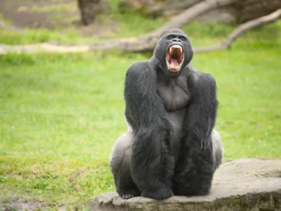 An African silverback gorilla shows his savage teeth.