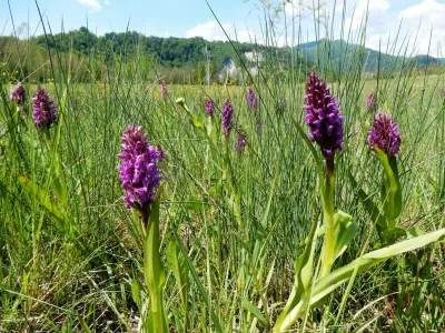orhideja. mesto akrobatov